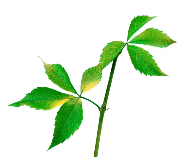 Twig of grapes leaves — Stock Photo, Image