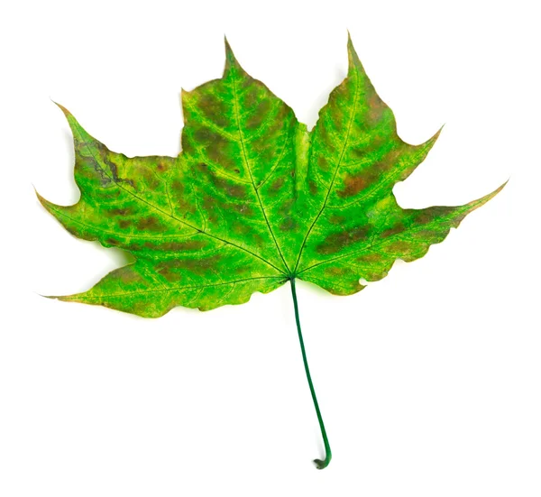 Çok renkli akçaağaç yaprağı — Stok fotoğraf