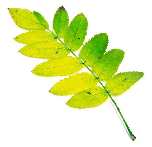 黄ばんだナナカマドの葉 — ストック写真