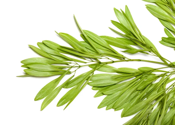 Ash seeds in spring on white — Stock Photo, Image