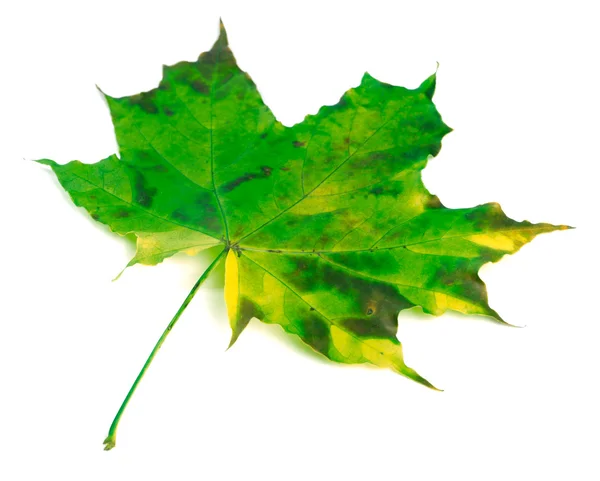 Groene vergeelde maple leaf op witte — Stockfoto