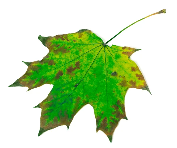 多色のカエデの葉 — ストック写真
