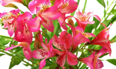 Zambak (alstroemeria) beyaz arka plan üzerinde