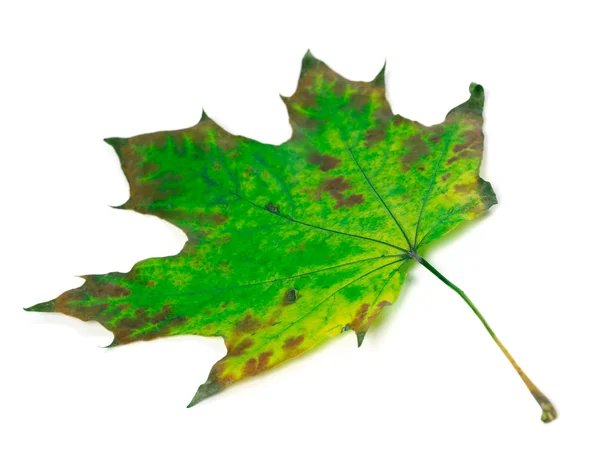 Green maple-leaf isolated on white background — Stock Photo, Image