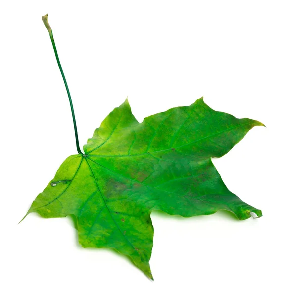 Green maple leaf — Stock Photo, Image