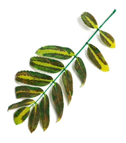 Multicolor rowan leaves — Stock Photo, Image