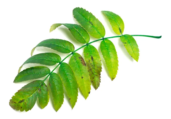 Folhas verdes de rowan — Fotografia de Stock