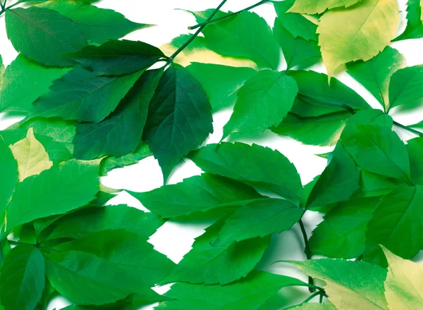 Scattered green leaves. Virginia creeper leaves. — Stock Photo, Image