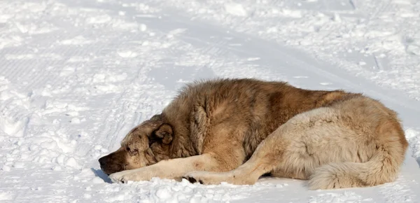 Cão dormindo na neve Imagens De Bancos De Imagens