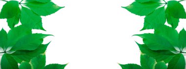 kopyalama alanı olan yeşil yapraklar