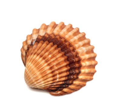 Beyaz arkaplanda deniz kabuğu izole