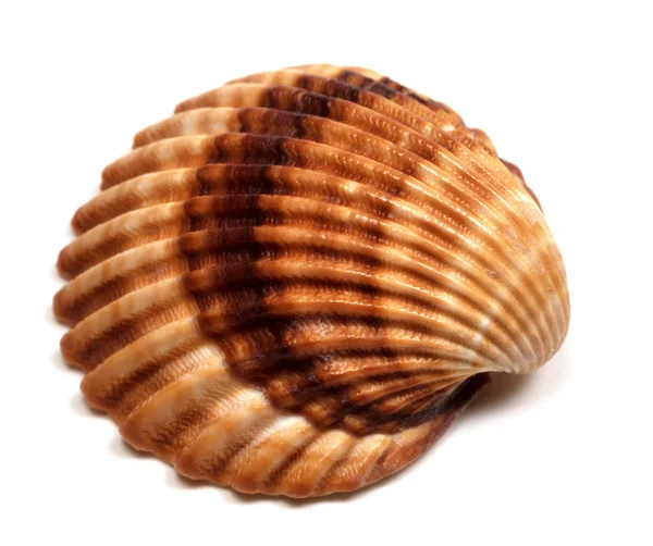 Seashell on white — Stock Photo, Image