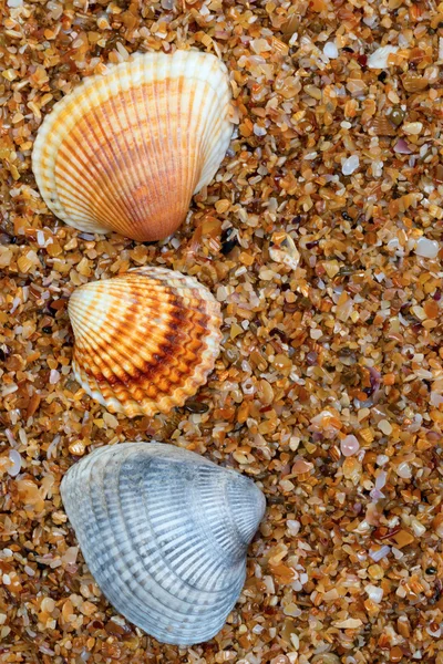 Three seashell on sand in sun day