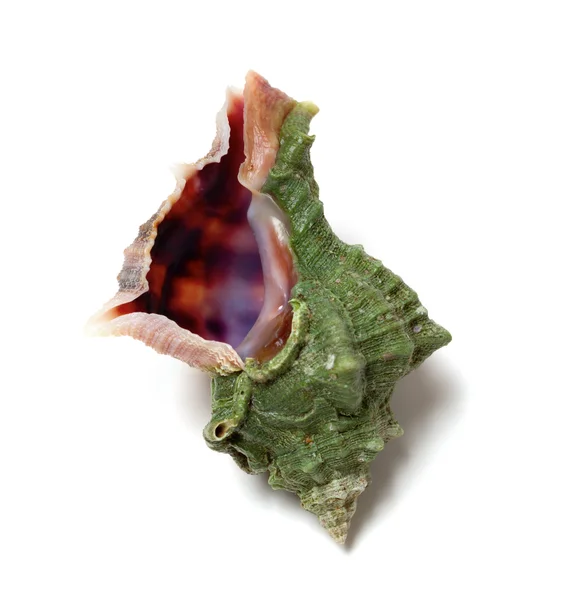 Seashell on white background — Stock Photo, Image