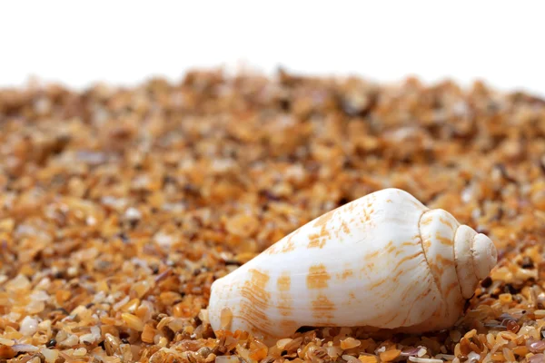 Κέλυφος των σαλιγκαριών κώνων στην άμμο — Φωτογραφία Αρχείου