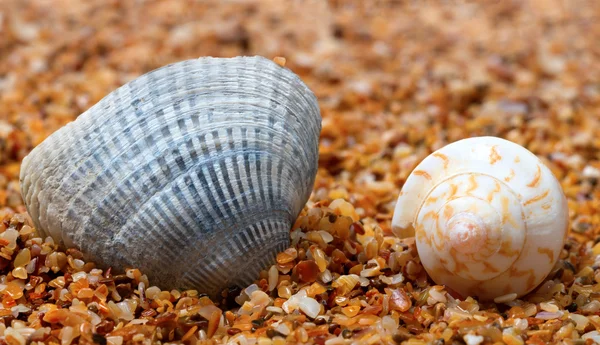 Two seashell on sand — Stock Photo, Image