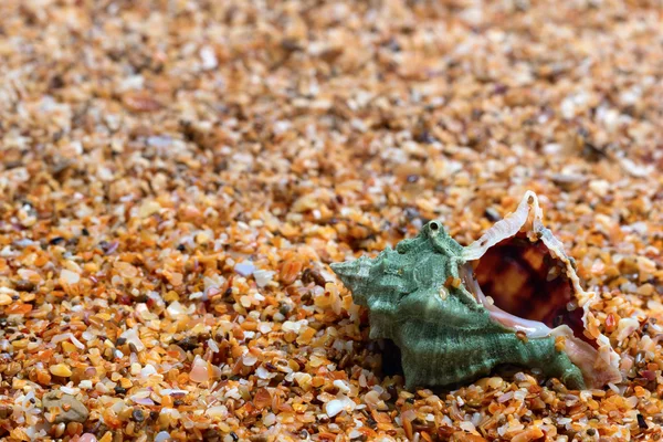 Concha molhada na areia — Fotografia de Stock