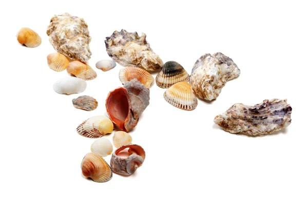 Seashells isolated on white background — Stock Photo, Image