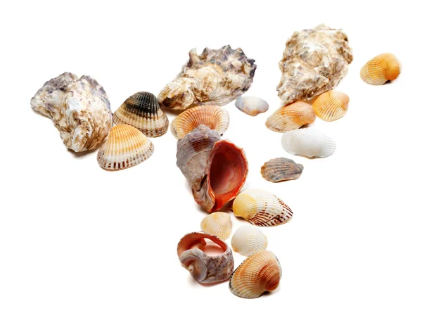 Conchas no fundo branco — Fotografia de Stock