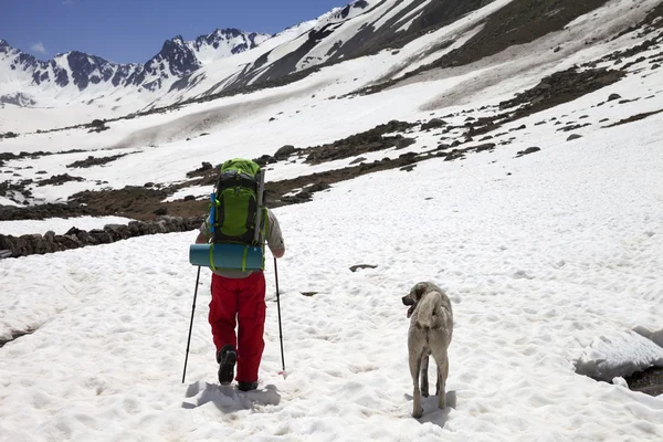 Viandante con cane in montagne innevate a primavera — Foto Stock