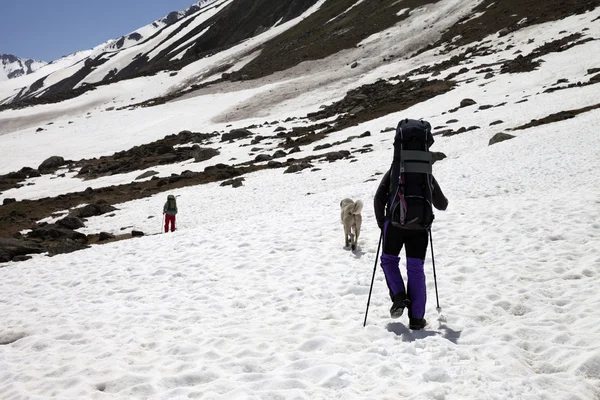 两个徒步旅行者和狗在雪山在春天 — 图库照片