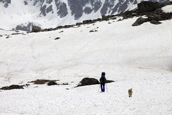 Turysta i pies w snowy góry, na wiosnę — Zdjęcie stockowe