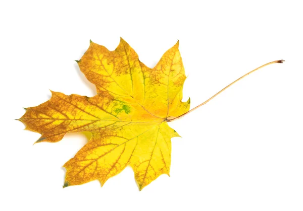 Yellow multicolor autumn maple-leaf — Stock Photo, Image