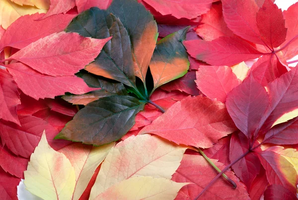 Background of multicolor leafs — Stock Photo, Image