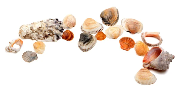 Collection of seashells with copy space — Stock Photo, Image