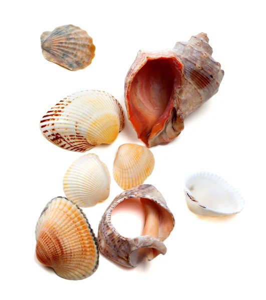 Seashells su bianco — Foto Stock