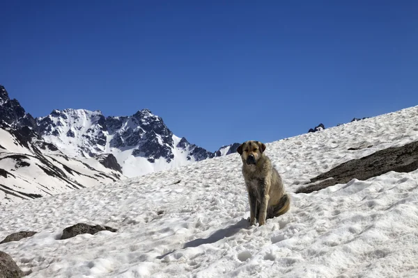 春の雪山で犬 — ストック写真