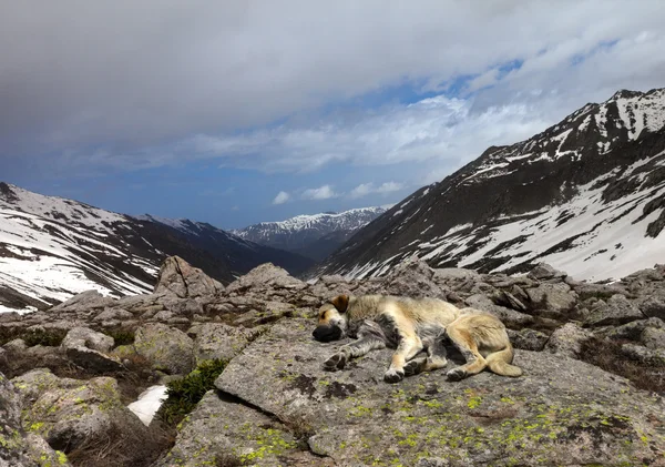 Dağlarda taş üstünde uyumak köpek — Stok fotoğraf