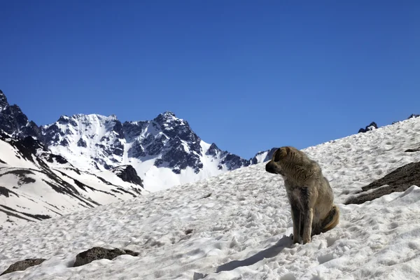 Köpek güzel bahar günü, karlı dağlarda — Stok fotoğraf