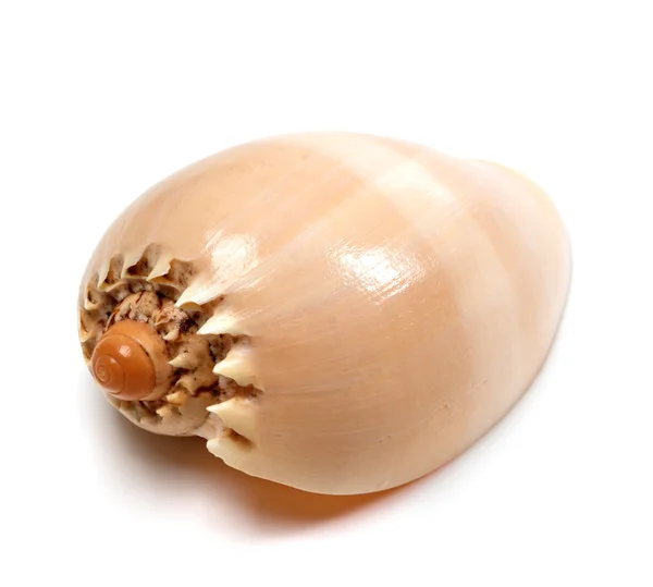 Shell van Cymbiola op wit — Stockfoto