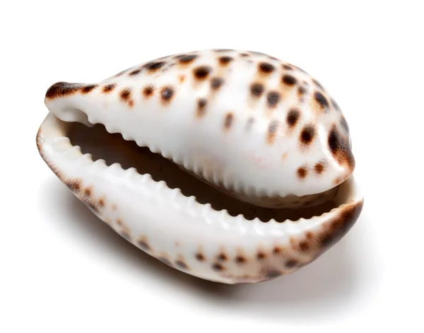 Guscio di Cypraea tigris su bianco — Foto Stock