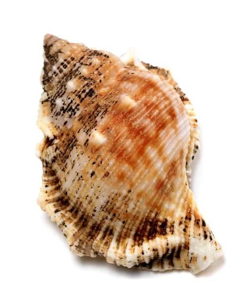 Shell of Bursa bubo (frog snail) — Stock Photo, Image