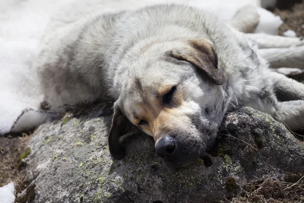 Homeless dog sleeps on stone — Stock Photo, Image