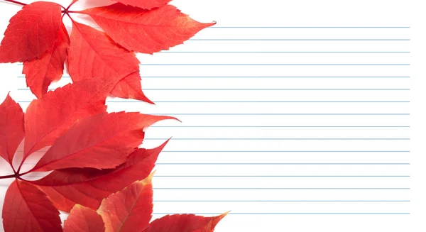 Red virginia creeper leaves and notebook paper — Stock Photo, Image