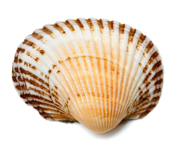 Seashell of anadara — Stock Photo, Image