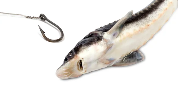 Mrtvý Jeseter malý a starý rezavý rybářský háček — Stock fotografie