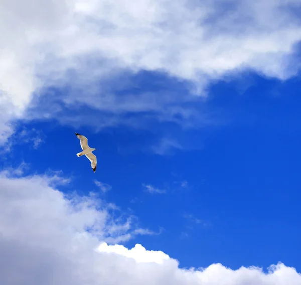 Hover di gabbiano in cielo blu con nuvole — Foto Stock