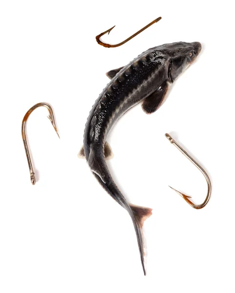 RAW sterlet i trzy stary zardzewiały haczyki na ryby — Zdjęcie stockowe