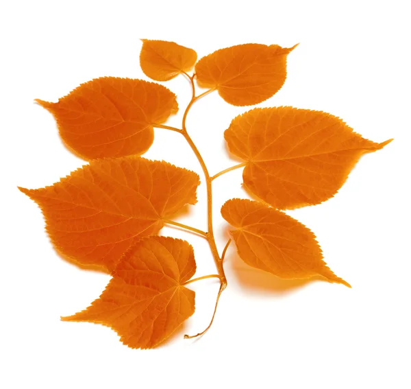 Podzimní tilia leafs — Stock fotografie