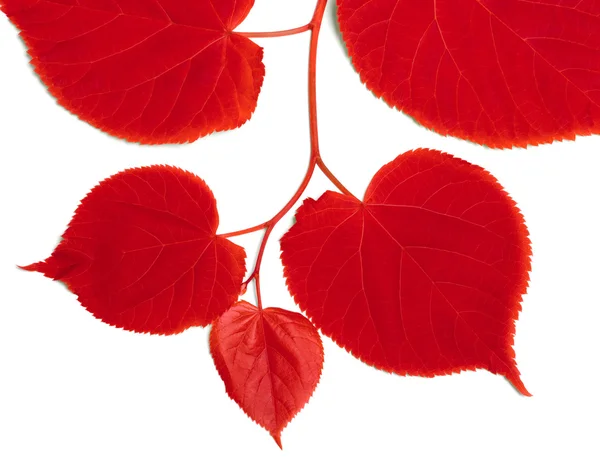 Rotes Linden-Baum Blätter — Stockfoto