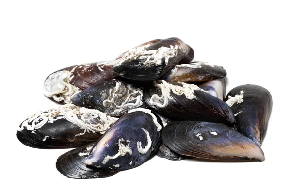 Shells of mussels on white — Stock Photo, Image