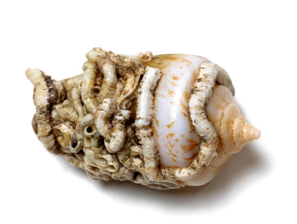 Shell van kegel slak — Stockfoto