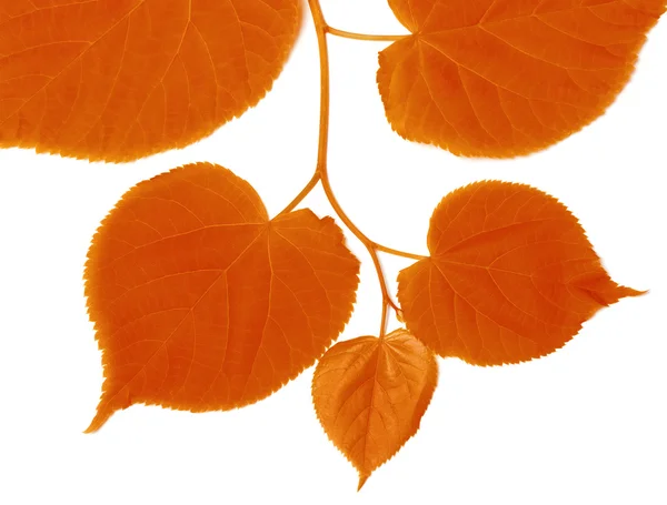 Jesienne drzewo lipy leafs — Zdjęcie stockowe