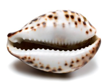 Cypraea Dicle kabuk