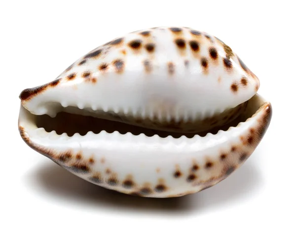 Concha de Cypraea tigris — Fotografia de Stock