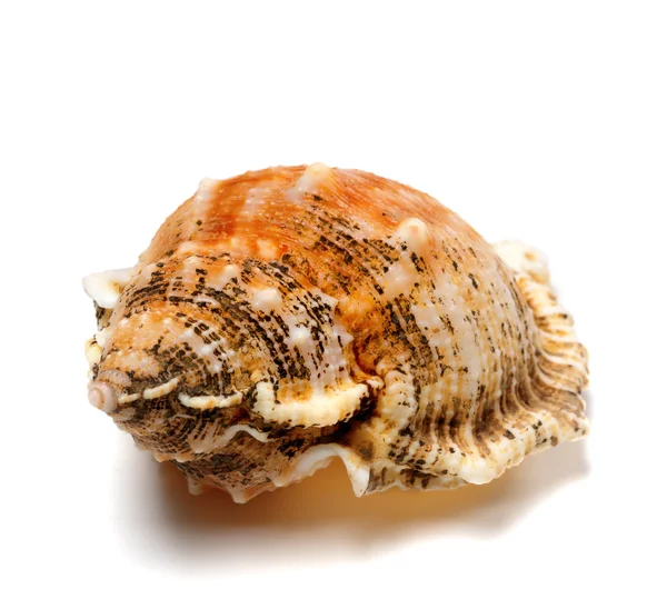 Shell of frog snail (Bursa bubo) — Stock Photo, Image